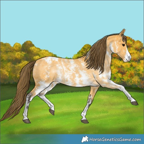 Horse Color:Buckskin Sabino Appaloosa Rabicano 