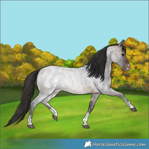 Horse Color:Brown Roan Sabino 