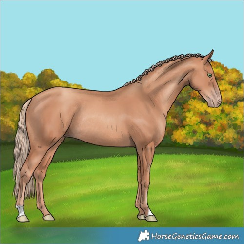 Horse Color:Gold Champagne Rabicano 