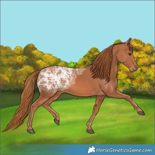 Horse Color:Chestnut Ice