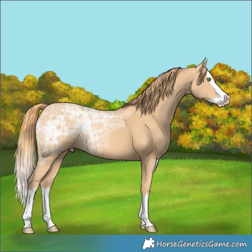 Horse Color:Gold Champagne Ice Splash Rabicano 