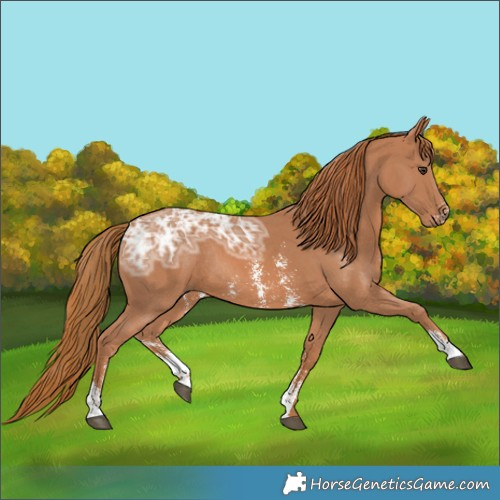 Horse Color:Chestnut Ice Sabino Rabicano 