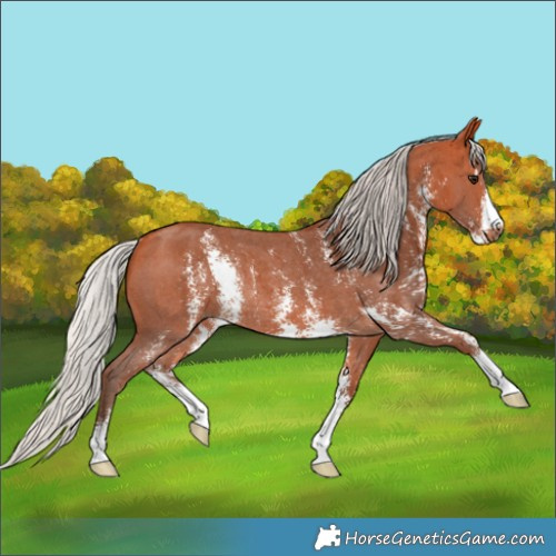 Horse Color:Silver Bay Sabino Rabicano 