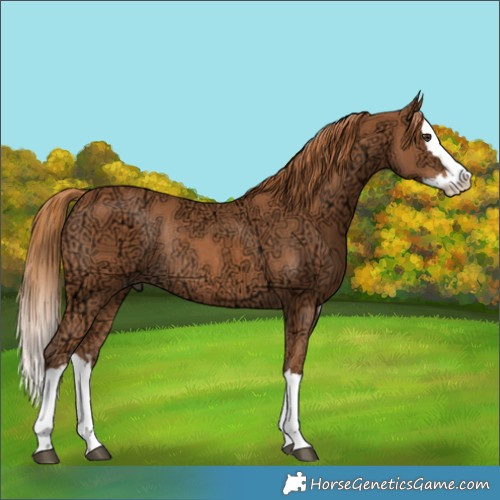 Horse Color:Chestnut Ice Splash Rabicano 