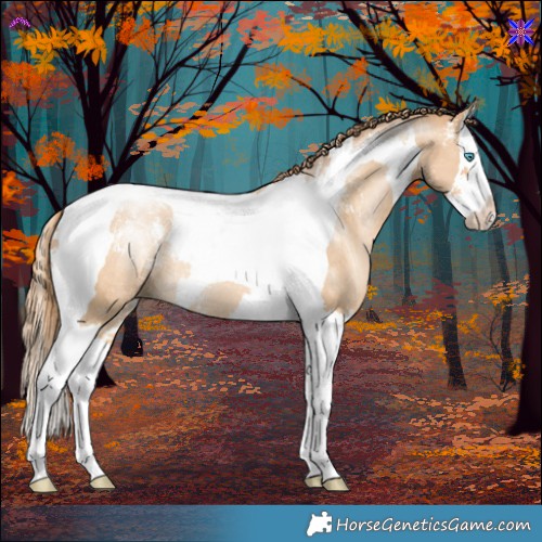 Horse Color:Powder White Buckskin Pearl Splash Tobiano Rabicano 