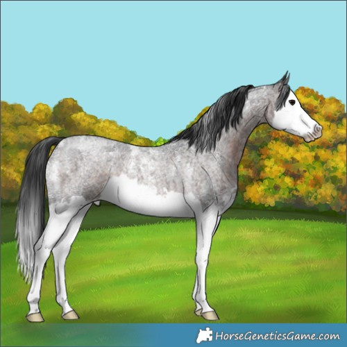Horse Color:Powder White Brown Roan Splash Rabicano 