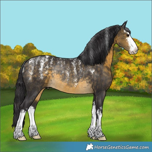Horse Color:Powder White White Spotted Buckskin Rabicano 