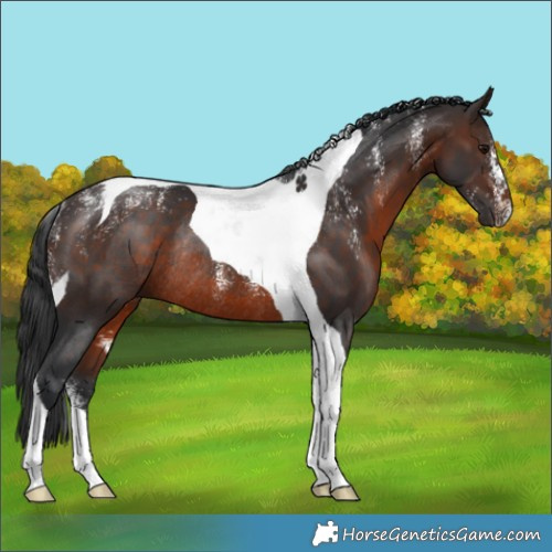 Horse Color:Powder White Brown Tobiano Rabicano 
