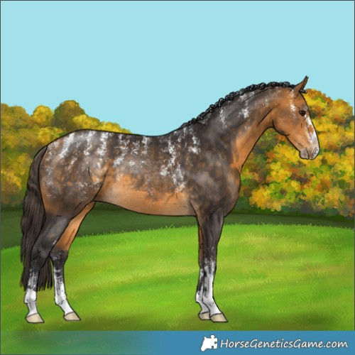 Horse Color:Powder White Buckskin Rabicano 