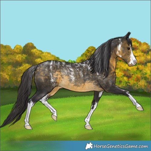 Horse Color:Powder White White Spotted Buckskin Rabicano 