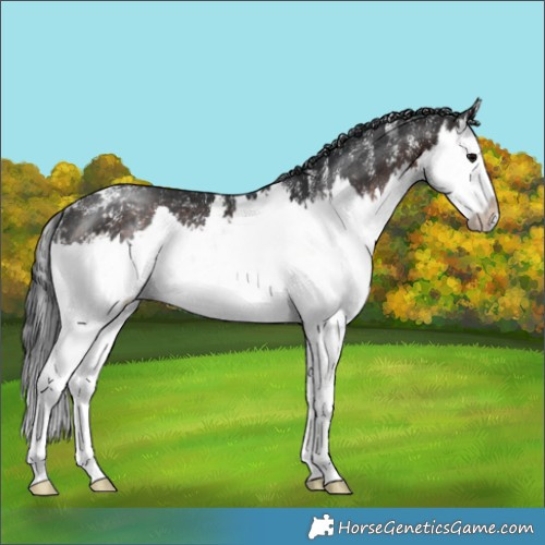 Horse Color:Powder White Brown Splash Rabicano 