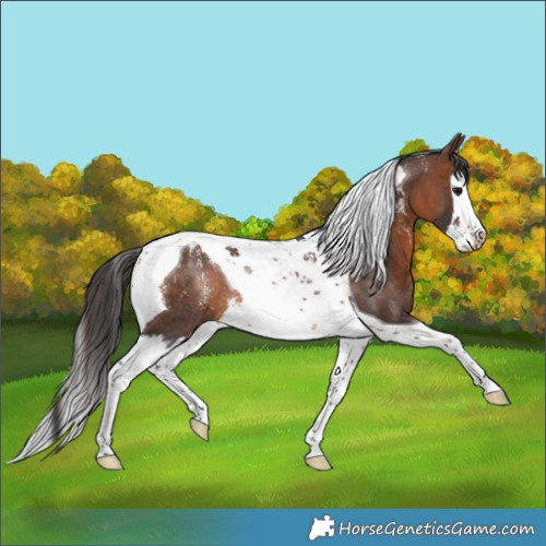 Horse Color:Powder White Brown Splash Tobiano Rabicano 