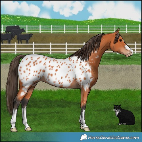 Horse Color:Bay Near Leopard 