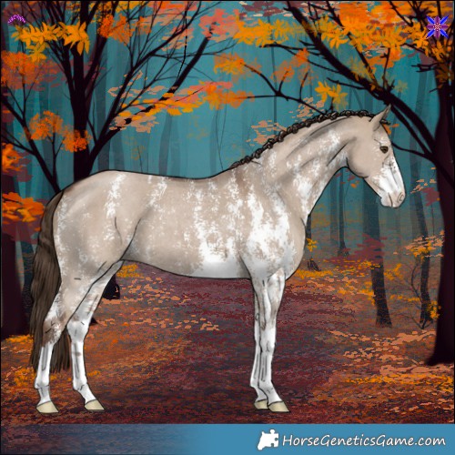 Horse Color:Liver Red Dun Sabino 