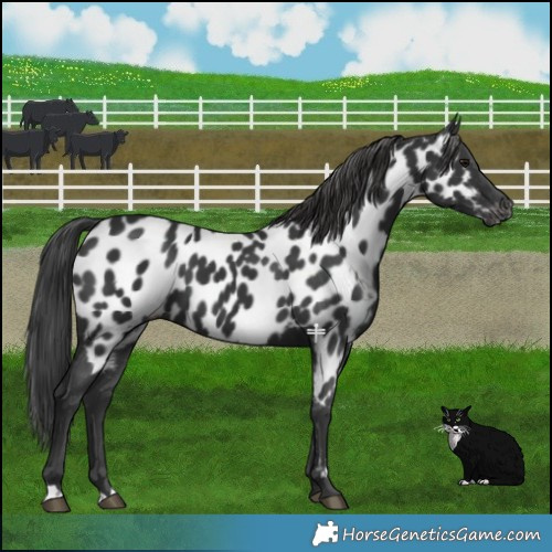 Horse Color:Black Near Leopard 