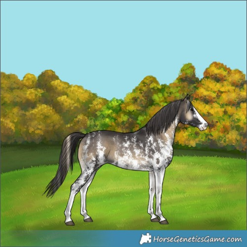 Horse Color:Unknown 