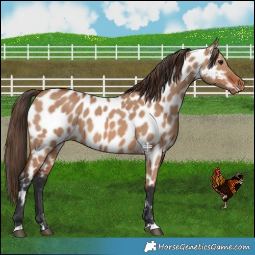 Horse Color:Bay Dun Near Leopard 