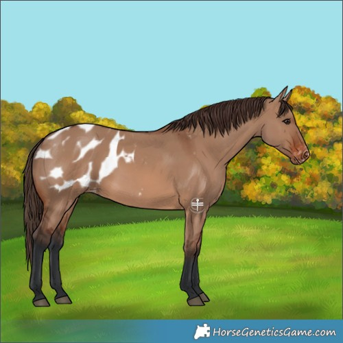 Horse Color:Brown Dun Appaloosa 