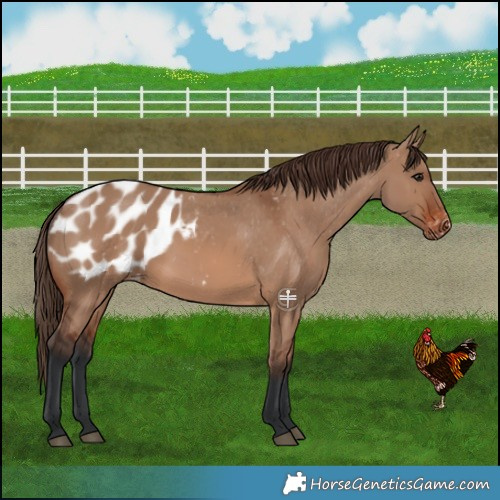 Horse Color:Brown Dun Blanket 