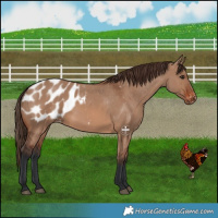 Horse Color:Brown Dun Blanket 