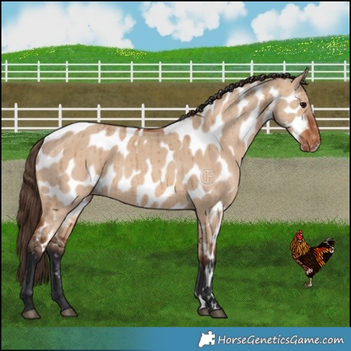 Horse Color:Bay Dun Near Leopard Brindle