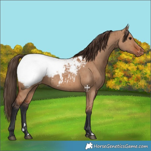 Horse Color:Bay Dun Appaloosa Brindle