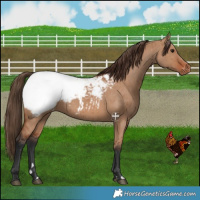 Horse Color:Bay Dun Snowcap Brindle