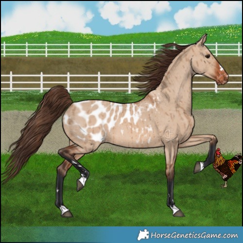 Horse Color:Bay Dun Blanket Brindle