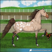 Horse Color:Bay Dun Blanket Brindle 