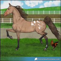 Horse Color:Bay Dun Appaloosa Brindle