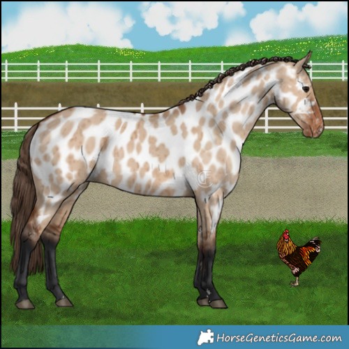 Horse Color:Bay Dun Near Leopard Brindle 