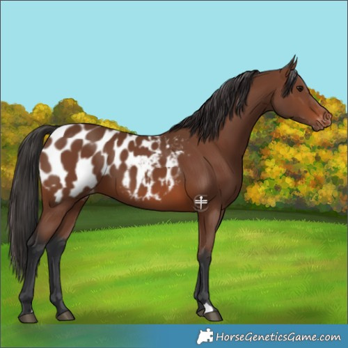 Horse Color:Brown Appaloosa