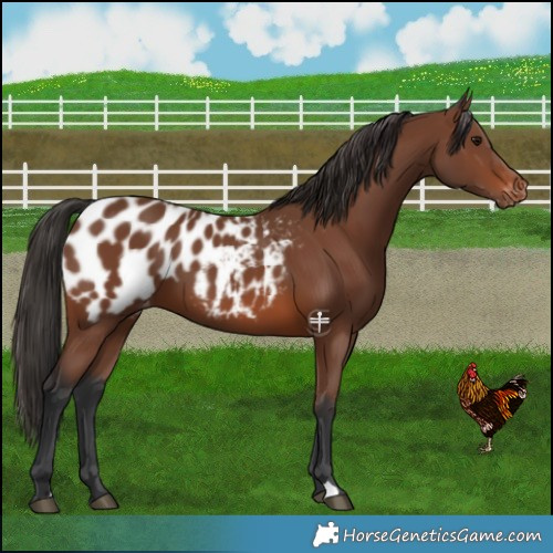 Horse Color:Brown Blanket 