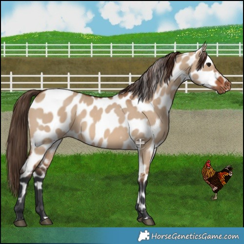 Horse Color:Brown Dun Near Leopard 