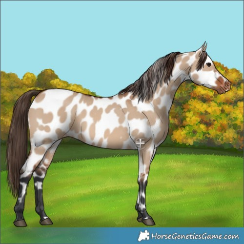 Horse Color:Brown Dun Appaloosa 