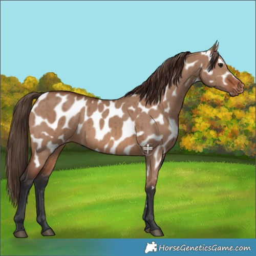 Horse Color:Brown Dun Appaloosa Brindle