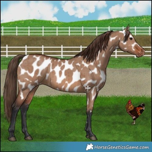 Horse Color:Brown Dun Near Leopard Brindle 