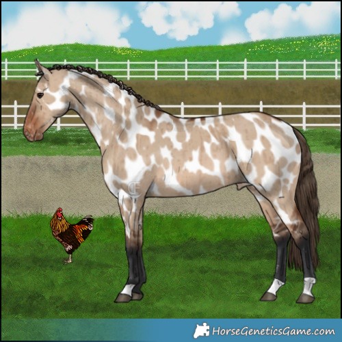 Horse Color:Brown Dun Appaloosa Brindle 