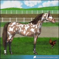 Horse Color:Brown Dun Near Leopard Brindle