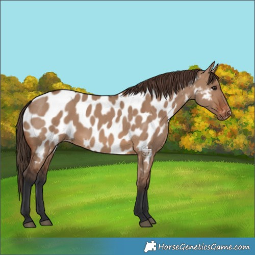 Horse Color:Brown Dun Appaloosa