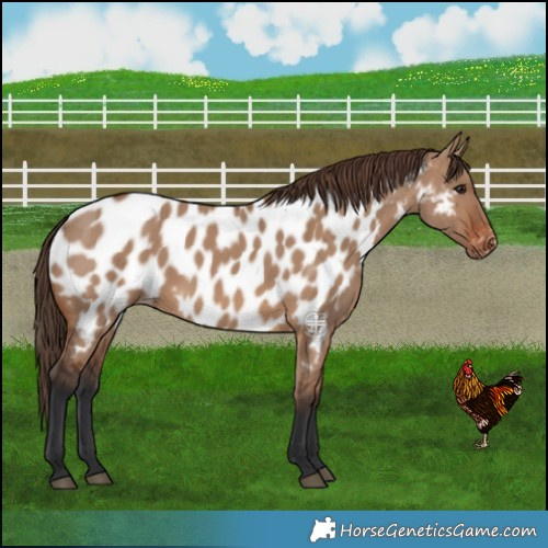 Horse Color:Brown Dun Near Leopard 