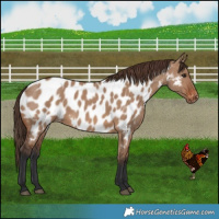 Horse Color:Brown Dun Near Leopard