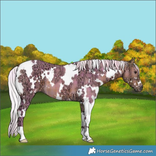 Horse Color:Watercolor Plaid  White Spotted Silver Buckskin Ice 