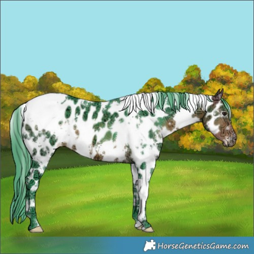 Horse Color:Watercolor White Spotted Buckskin Ice Appaloosa 