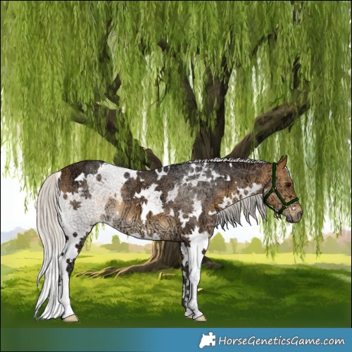 Horse Color:White Spotted Silver Buckskin Ice 