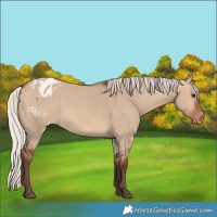 Horse Color:Silver Brown Dun Appaloosa