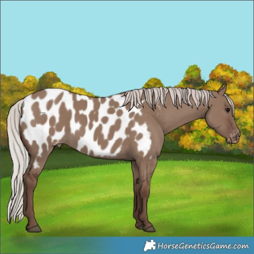 Horse Color:Silver Grullo Appaloosa