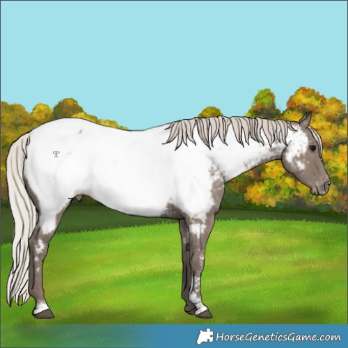 Horse Color:Silver Grullo Sabino Appaloosa 