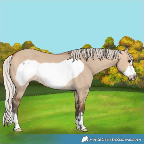 Horse Color:Silver Bay Dun Frame 