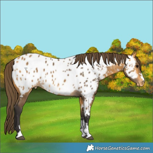Horse Color:Buckskin Appaloosa